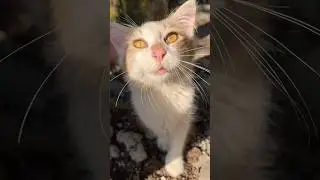 Friendly Kitty Loves To Be Petted. 😍❣