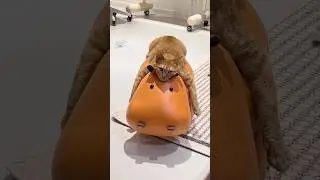 Always A Ginger🐈 #shorts #cat #meowed #cute #trending #youtubeshorts #fyp