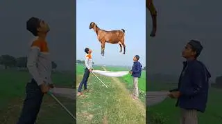 halal vs Haram Animals and birds #islamicvideo #shortvideo #allah
