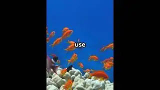 small fish #video #facts #pastatime #foryou #animals #fun #wildlife #nature #viralshort #elephant