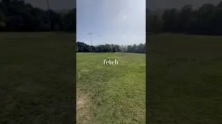 A Tired Dog Is a Happy Dog | Fetch Training Outdoors