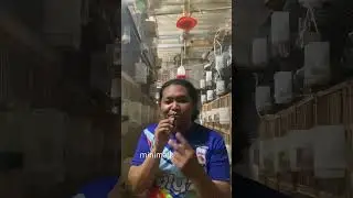 Mengenal karakter burung bondol hijau serta perawatan dan pakannya