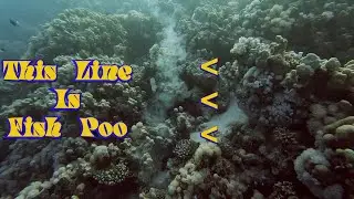 Twoflowers Diving - Divers Days 2024 (Egypt Feb '24)