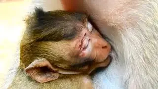 Monkey Merry protects & comforts after Dolly attacking - Really compassionate baby Maci so hurt