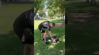 Don't Bribe Your Dog, Reward them.