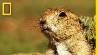 Prairie Dog Emergency Alert System | America's National Parks