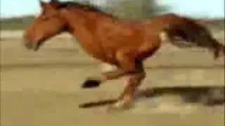 Retarded Running Horse (Hardcore Version)