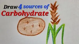 Source of carbohydrate drawing easy,Energy giving foods drawing, Draw carbohydrate sources easy