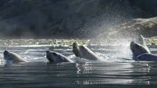 Sea Kayaking with Whales - Orca Waters Base Camp