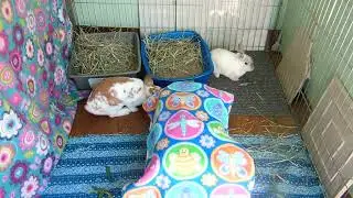 Bonding Pen something in the middle