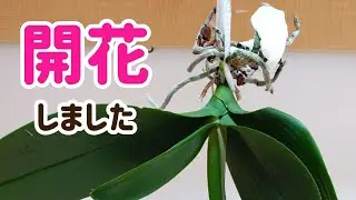 贈答用ミディ胡蝶蘭を解体して根の整理をした株のお花が咲きました