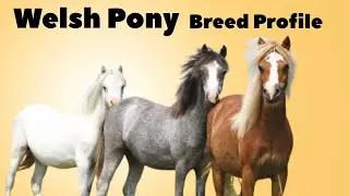 Welsh Pony Horse Breed Profile History - Price - Characteristics - Training - Grooming