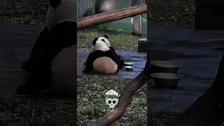Insane Animal Synchronization 💀