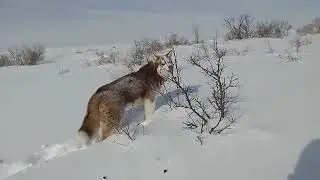 Frozen Hearts, Unbreakable Soul.