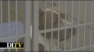 DITV: Iowa Ranks in the Top 4 in New USDA Dog Breeder Violations
