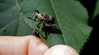 アシナガオニゾウムシ/Gasterocercus longipes. 17_250520_ガイコツ山