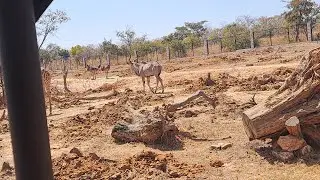 A Safari tour on the outstirts of Lusaka City.