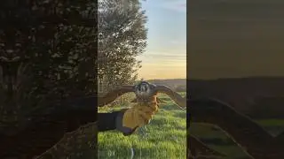 Barq the falcon catches a wild rabbit with incredible precision! 🦅🐇 #WildRabbit #falconry