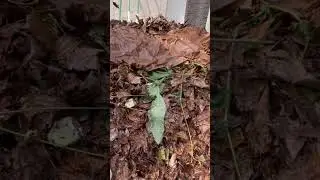 Composting 101 Fast, Easy #gardening #worldcomposting #compost #nature & Free Florida Edition Pt. 2