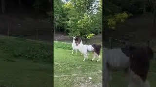 Llamas 🦙 playing. #shorts #llamas #playtime