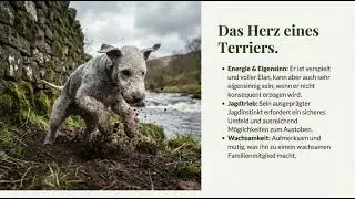 🐾 Sanft wie ein Lamm, mutig wie ein J&auml;ger: Das wahre Wesen des Bedlington Terriers!