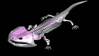 Siderops
