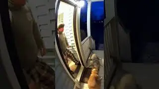Dog VS Coyote, owner steps in!!!!!   #viral #clips #funny #doorbellcam #viralreels #caught #pets