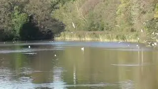 Tredegar House Lake