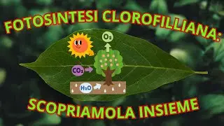 FOTOSINTESI CLOROFILLIANA: scopriamola insieme