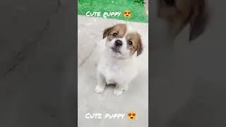 dog sound dog barking loud#reels #viralreels #trendingreels #dog #doglover #dogsofinstagram #cute