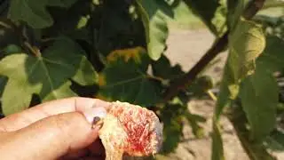 Plint Grosso Malunga  Fig - August 22, 2020