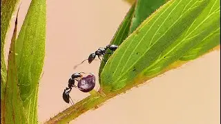 Ants Feeding On The Extrafloral Nectary Of A Partridge Pea Plant