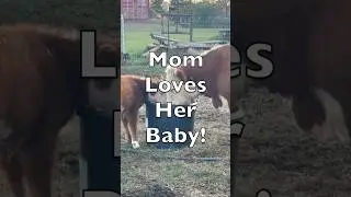 Celeste Loves Compliments! #shorts #youtubeshorts #farmer