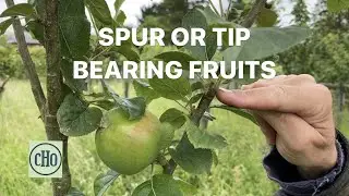 Spur or Tip Bearing Fruits