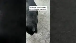 Cat With Deepest Meow 😨 #Shorts