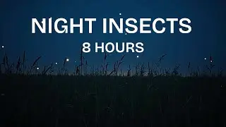 Soft Night Insects Ambience for Deep Sleep | Calm Nature Sounds | 8 Hours