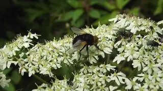 Giant Tachina Fly and Friends