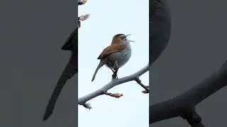 Bewick's Wren call early morning #birds #shorts