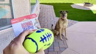 playtime with new toy | KONG AirDog Squeaker Football