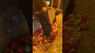 İNEKLER İLK DEFA DOMATESİN TADINA BAKIYOR #inek