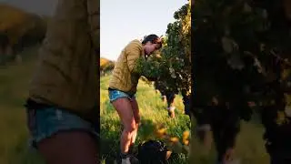Gralyn Estate | Margaret River Cabernet Sauvignon Harvest 2021