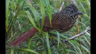 Flammulated Treehunter - Thripadectes flammulatus