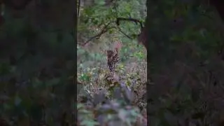 Leopard vs Baby Monkey: Heartbreaking Encounter in the Wild #wildlife