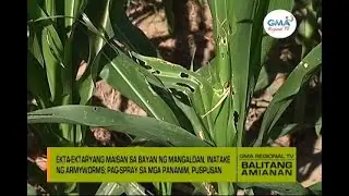 Balitang Amianan: Maisan, Inatake ng Peste
