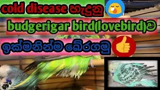 cold disease treatment for budgerigar bird(lovebirds)in sinhala/All about budgerigar