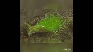 Elysia Chlorotica Si Siput Bertenaga Surya
