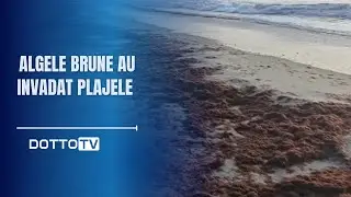 Algele brune au invadat plajele