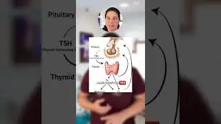 Feeling Tired But Thyroid Labs Look Normal Watch This! #thyroidhealth