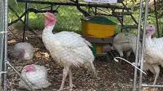 Backyard Turkey Tales  Is that a comfortable laying position?  #turkeys