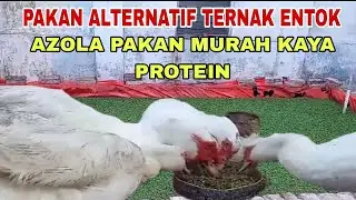 AZOLLA PAKAN ALTERNATIF ENTOK PROTEIN TINGGI